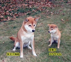 Un Mameshiba se tenant debout sur l'herbe