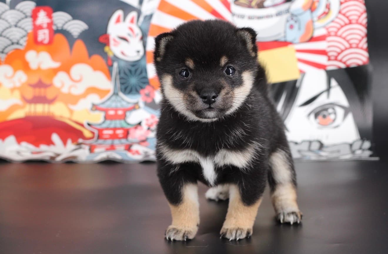 Deux chiots Mameshiba blottis l'un contre l'autre