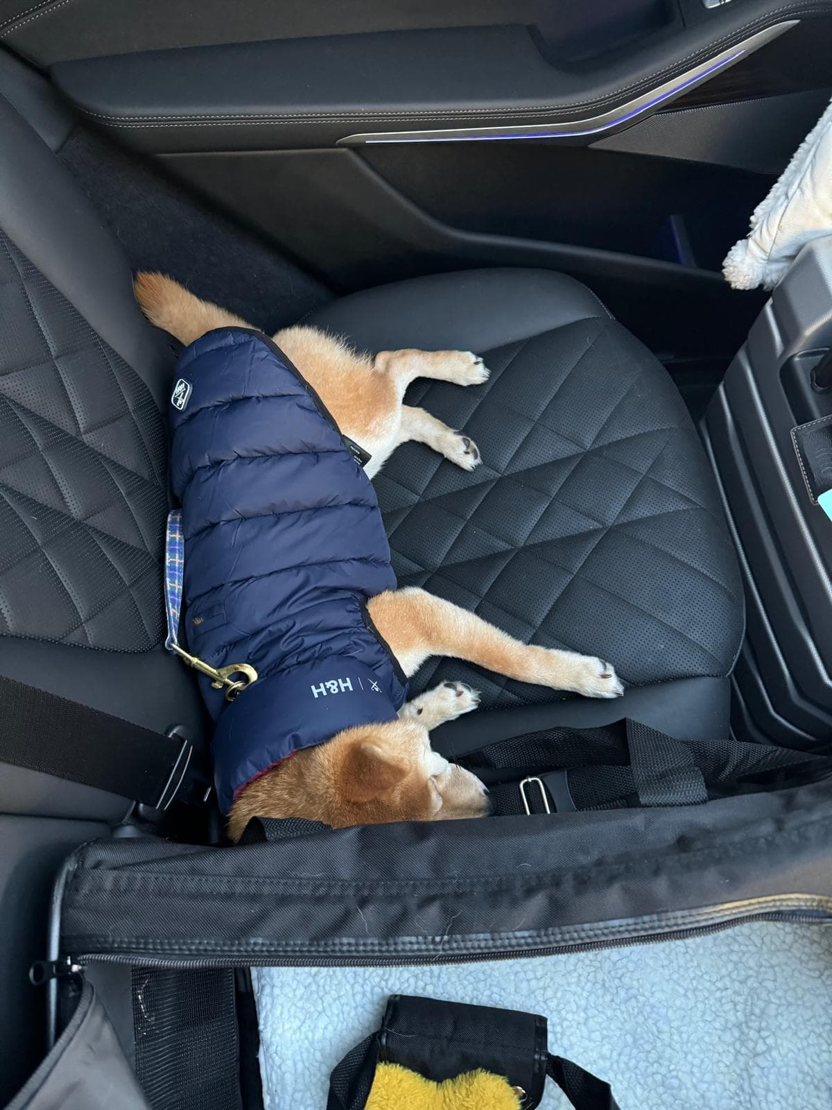 Jeune mameshiba dans un moment calme avec sa future famille en perspective