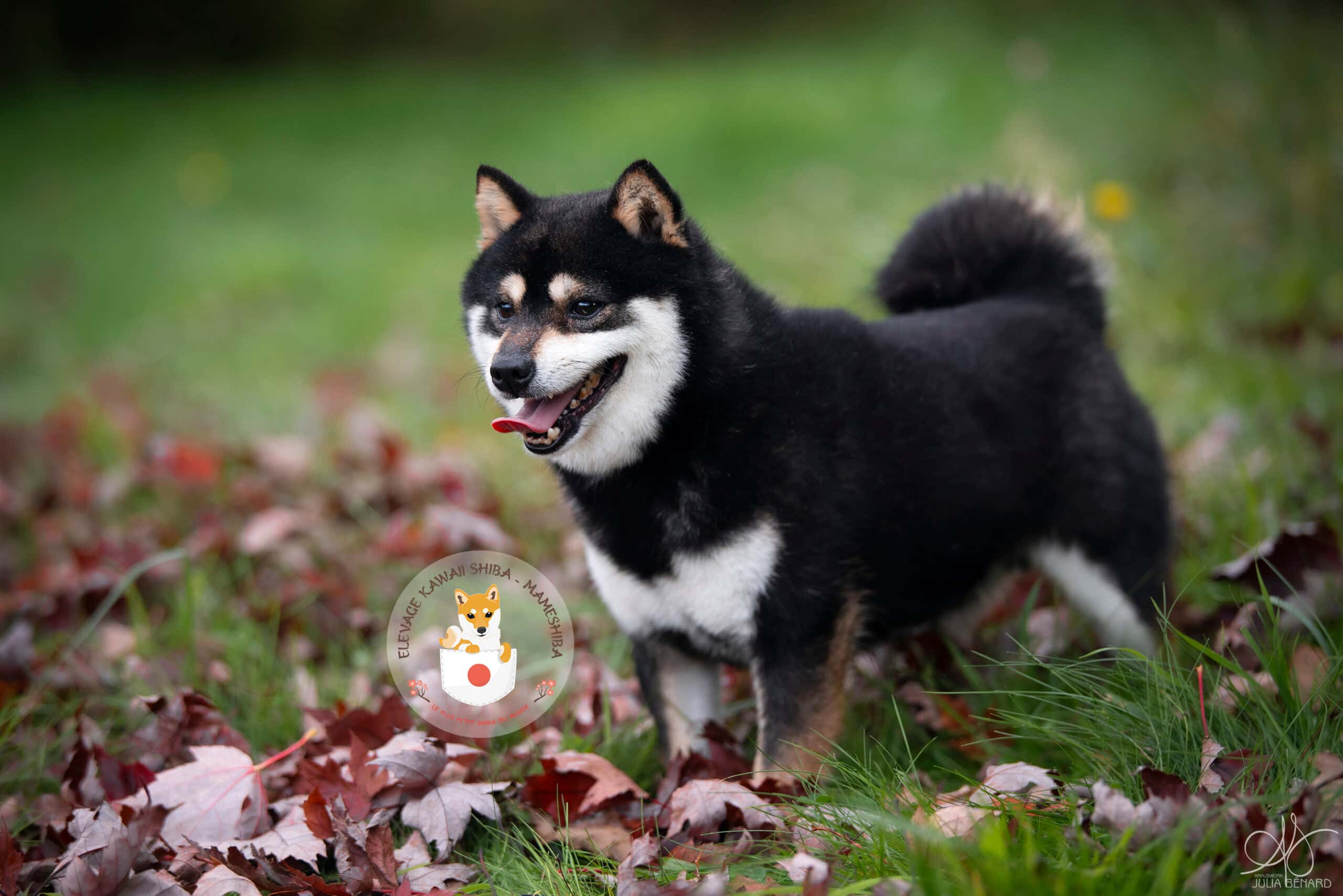 Image de la page Comprendre le Mameshiba