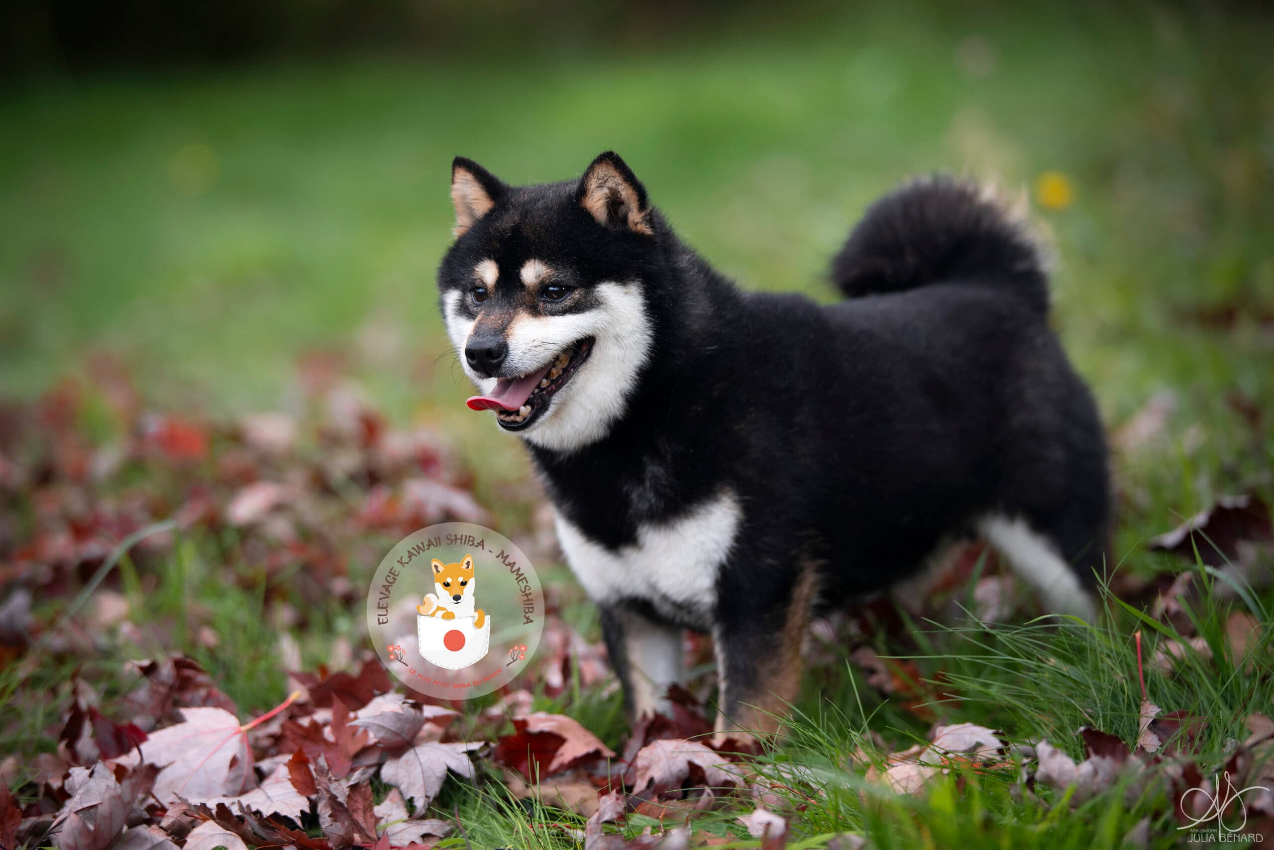 Mameshiba dans un decor naturel aux couleurs douces