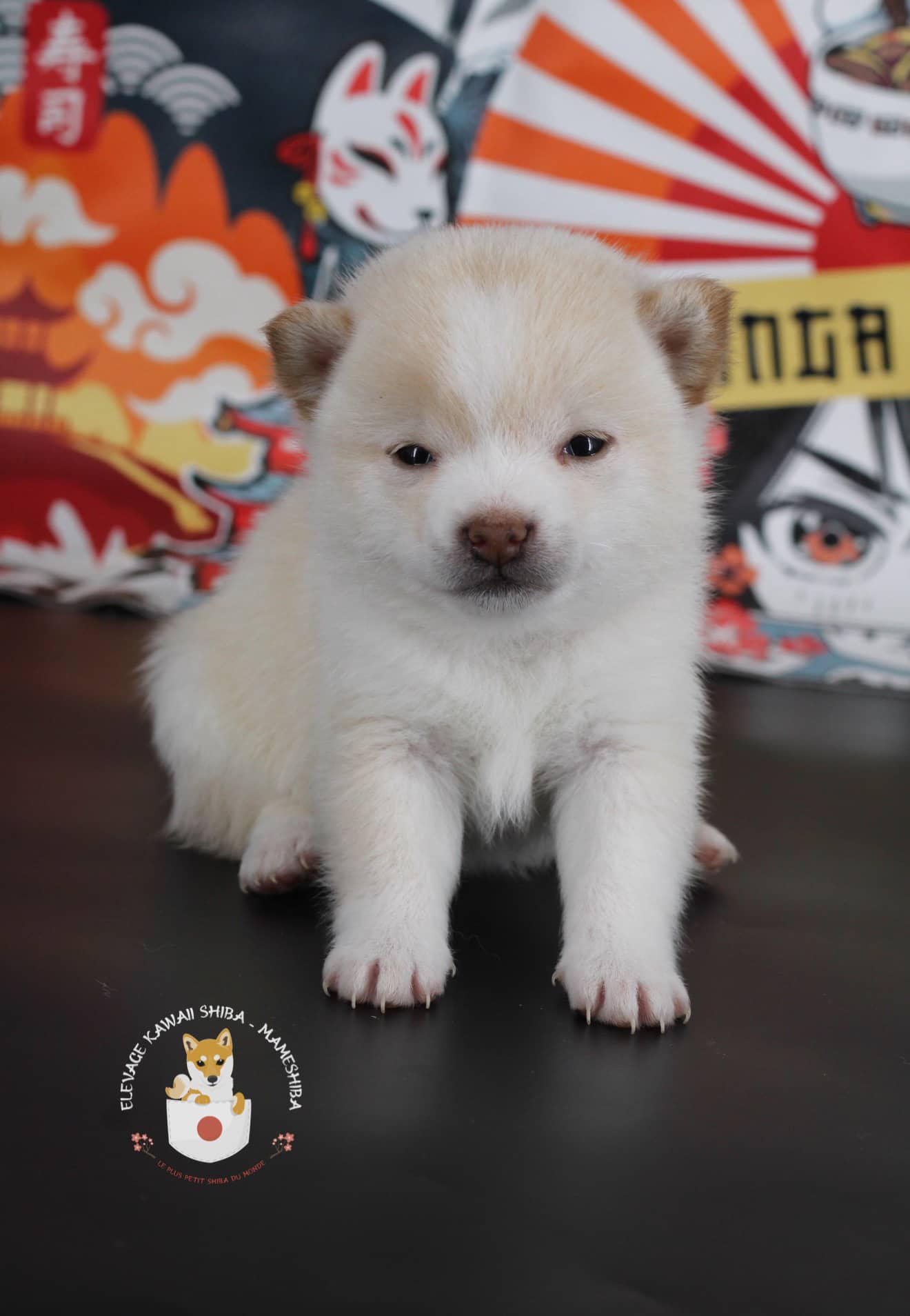 Chiot Mameshiba blanc dans un décor japonais