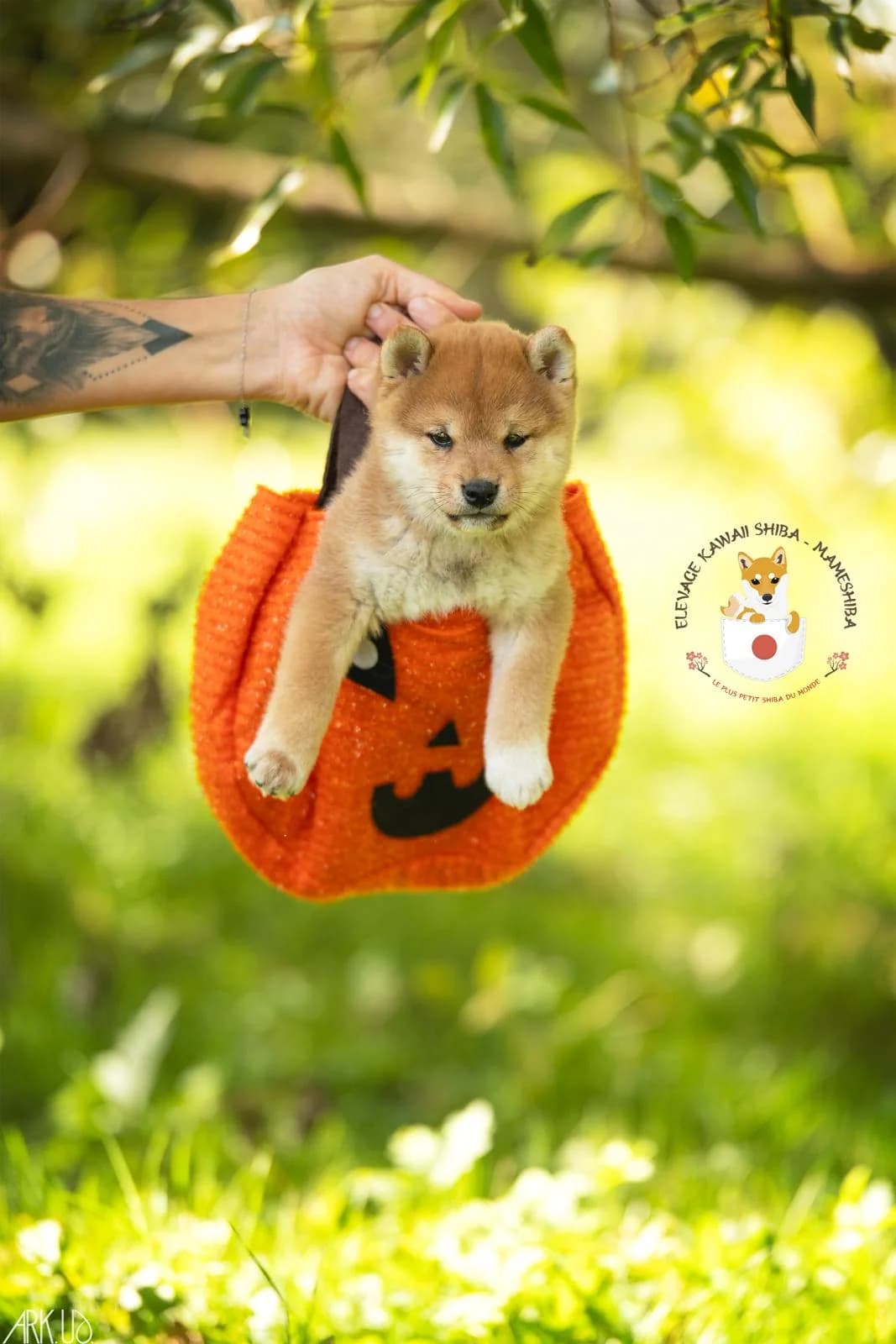 Mameshiba attentif au milieu des branches