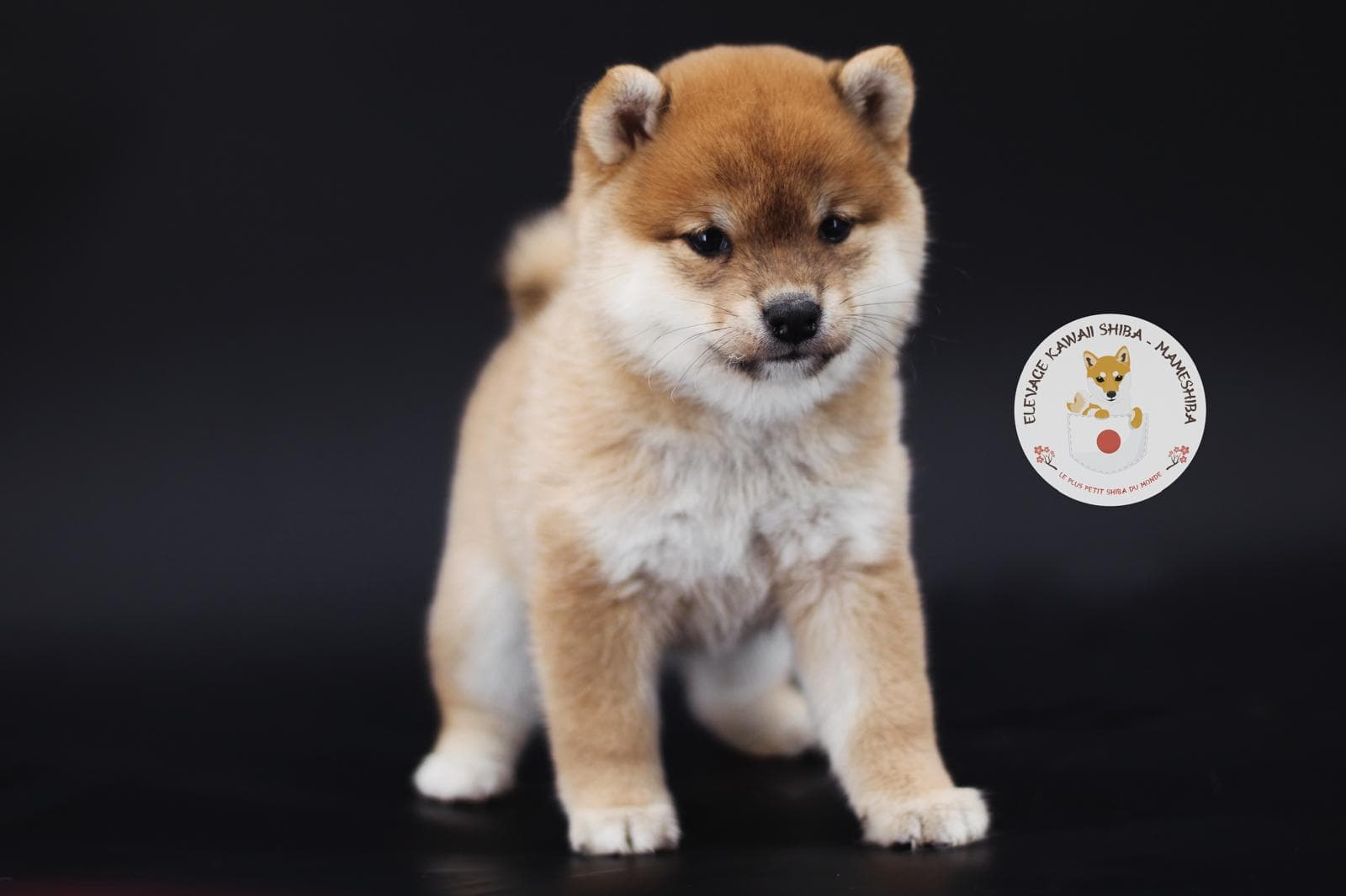 Chiots Mameshiba fauve et blanc assis devant un fond sombre