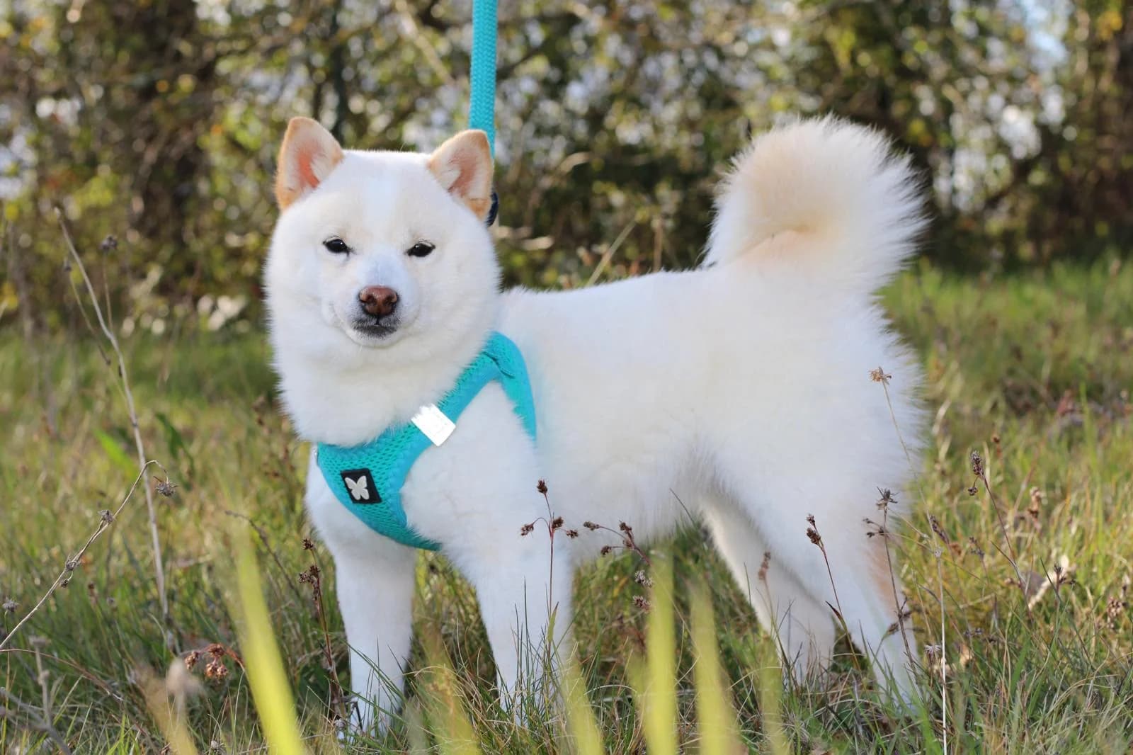 Jeune Mameshiba blanc dans un jardin