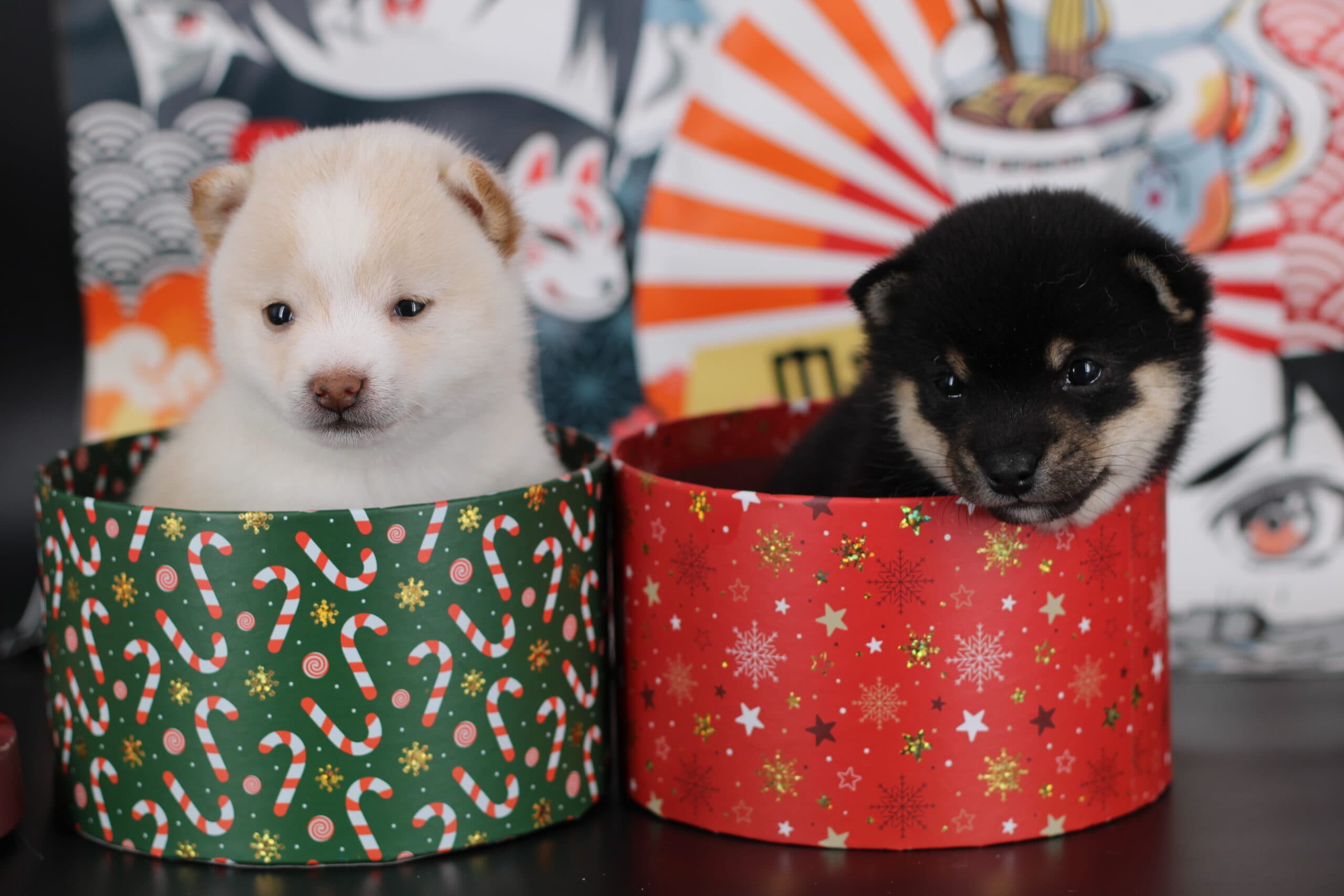 Mameshiba adulte de l elevage Kawaii Shiba