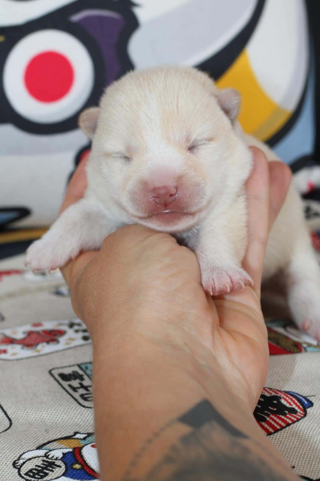 KENSHIRO, chiot Mameshiba de l'élevage Kawaii Shiba - photo 1