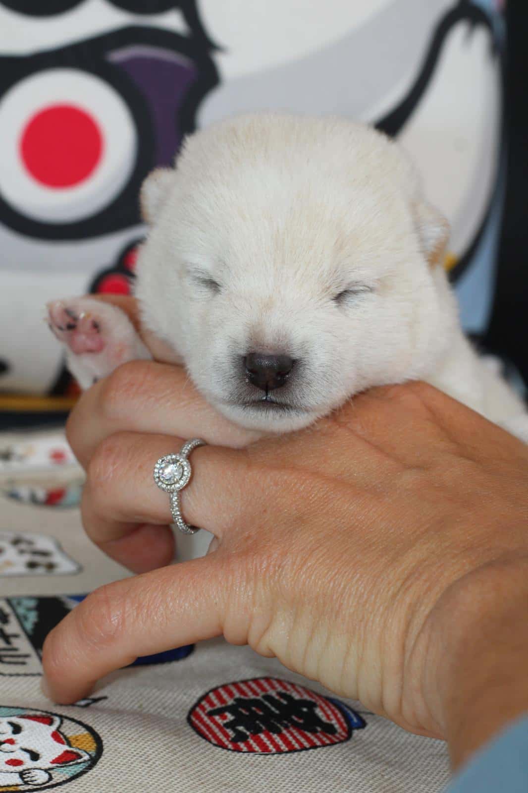 HOTARU, chiot Mameshiba de l'élevage Kawaii Shiba - photo 1