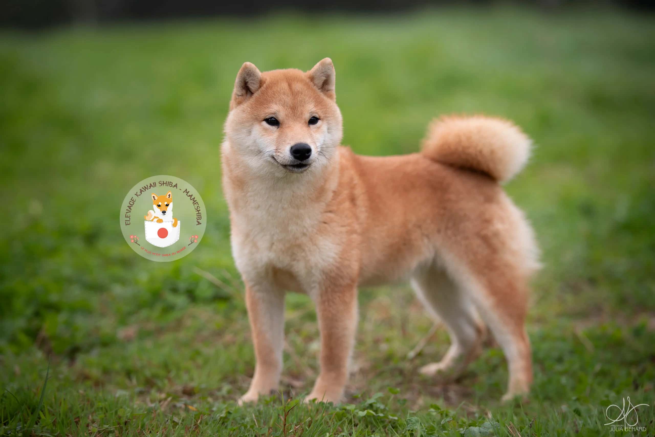 Image de la page Nos chiens reproducteurs