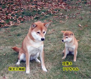 Un Mameshiba se tenant debout sur l'herbe