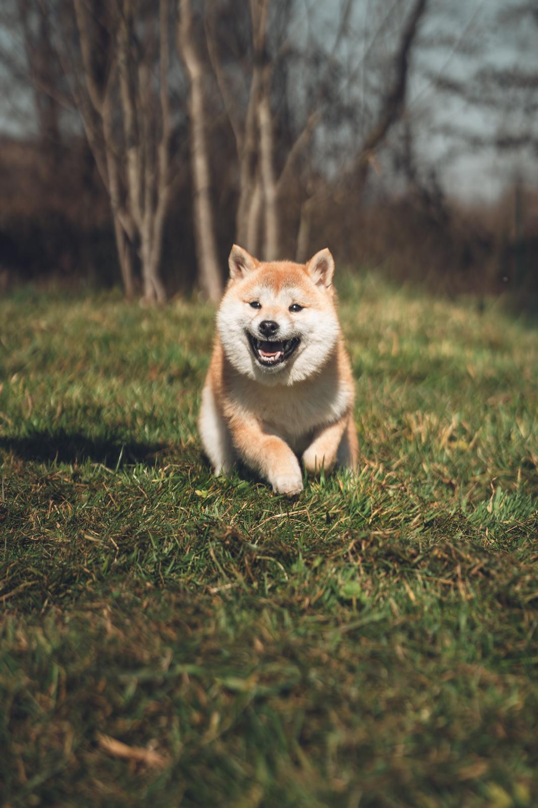 Mameshiba attentif dans l'herbe, regard expressif