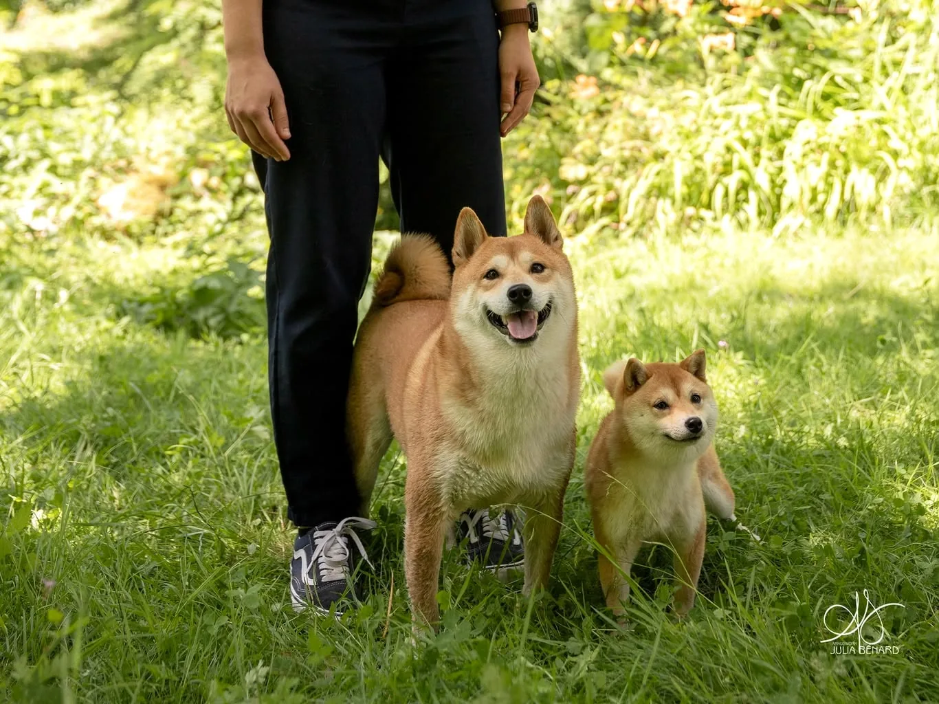 Un Mameshiba se tenant debout sur l'herbe