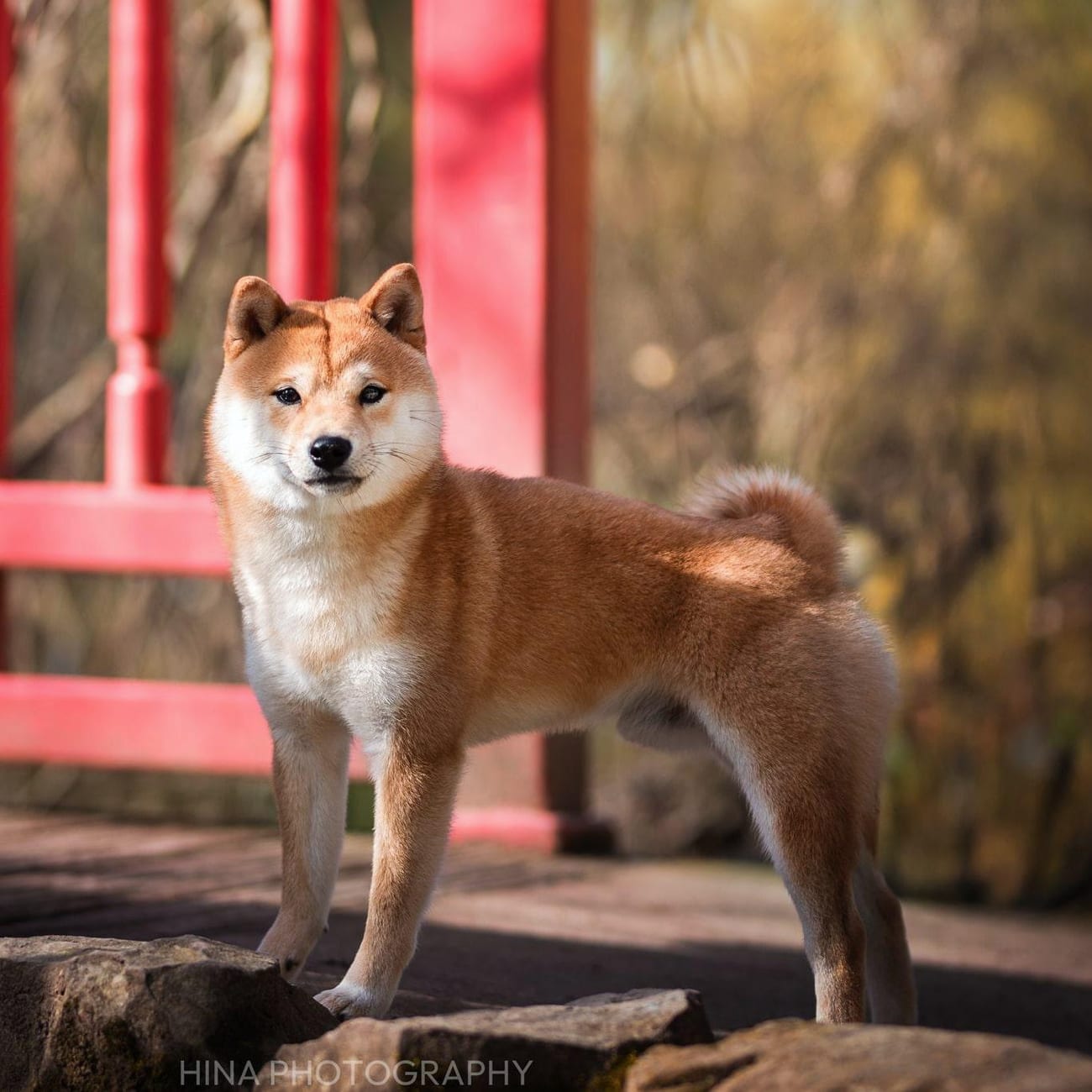 Mameshiba actif en extérieur sur l'herbe verte