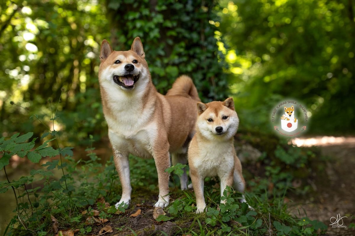 Shiba Inu et Mameshiba côte à côte dans un sous-bois