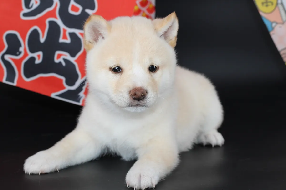 KENSHIRO, chiot Mameshiba de l'élevage Kawaii Shiba - photo 1