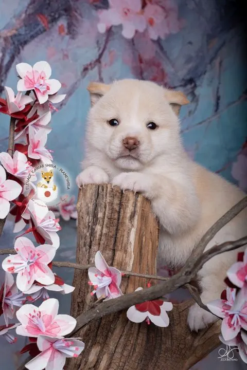 KENSHIRO, chiot Mameshiba de l'élevage Kawaii Shiba - photo 1