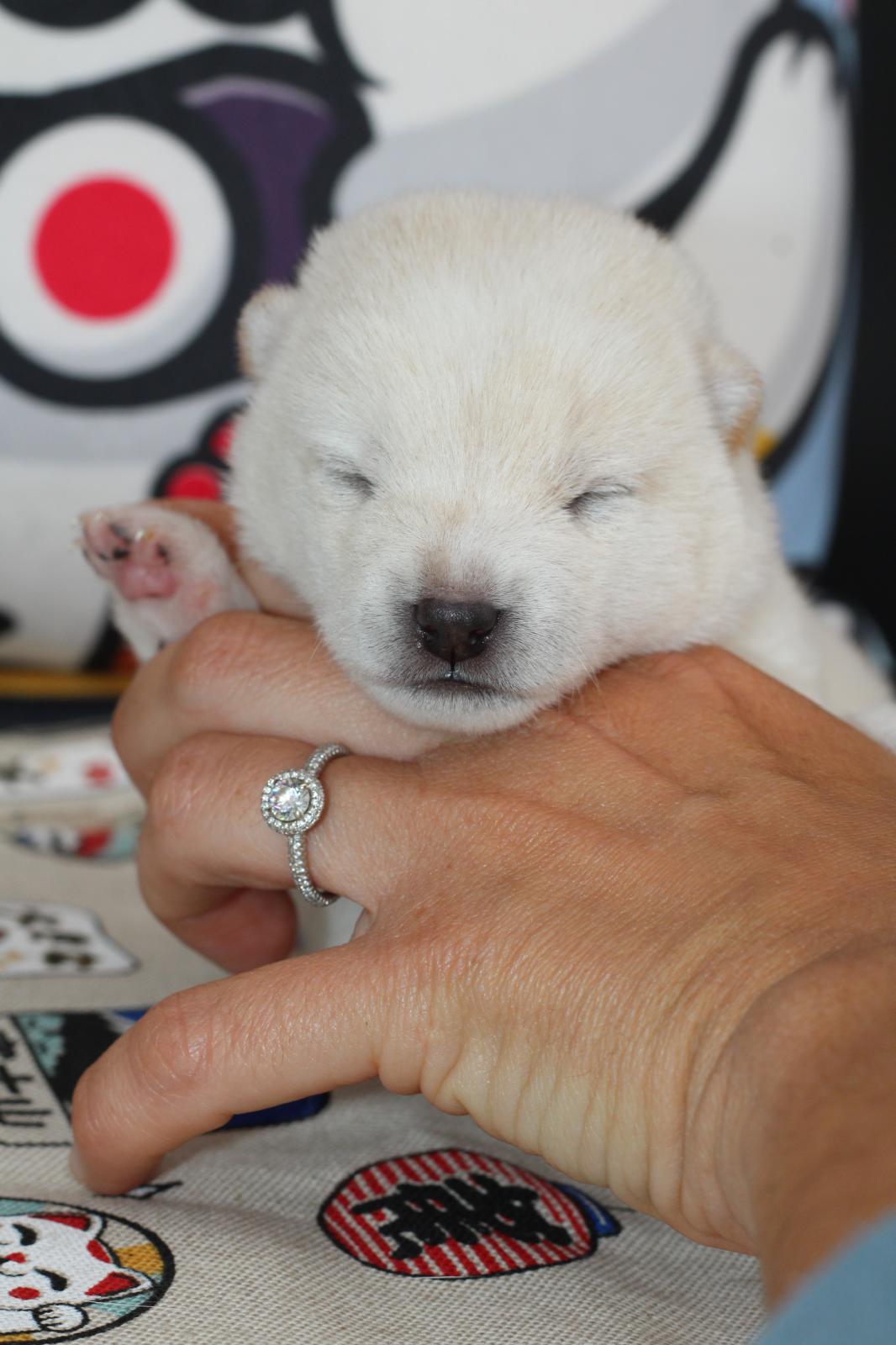 Image de la page Chiots disponibles