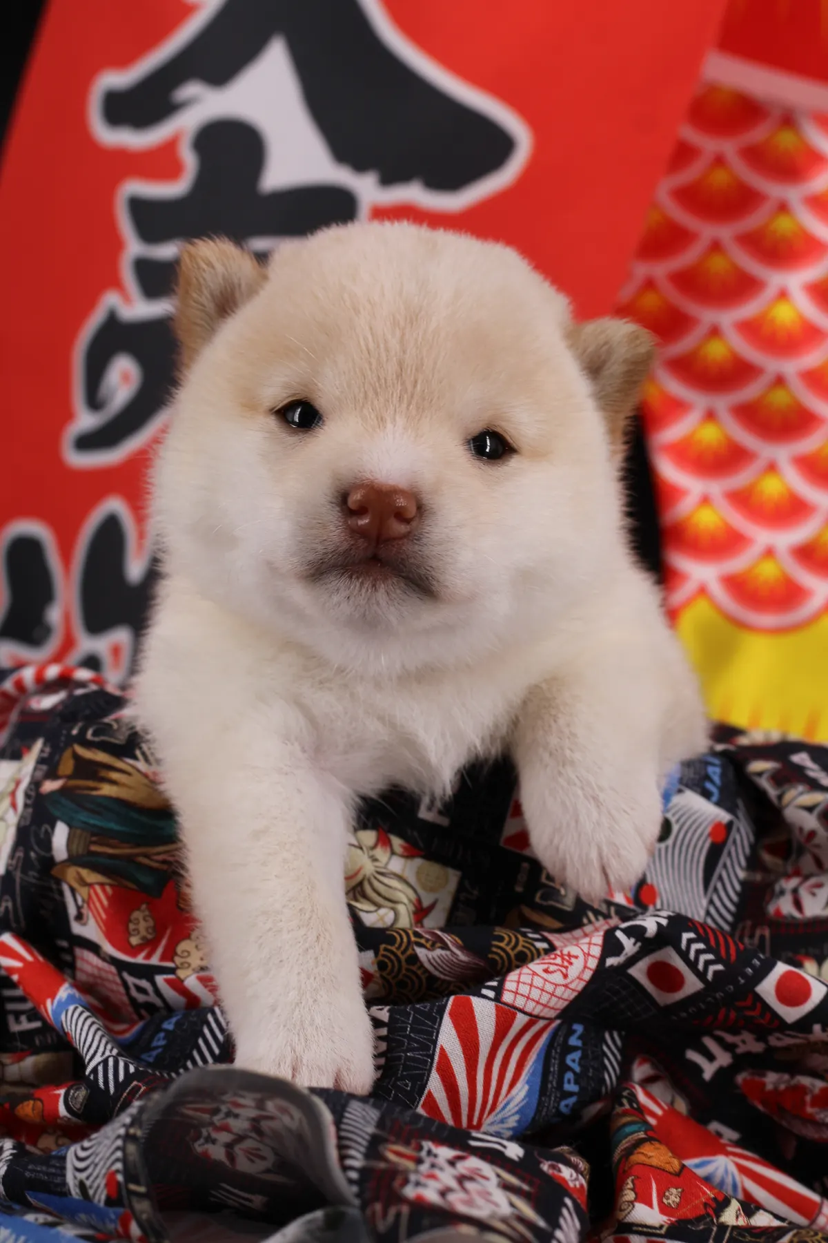 NEKO, chiot Mameshiba de l'élevage Kawaii Shiba - photo 1