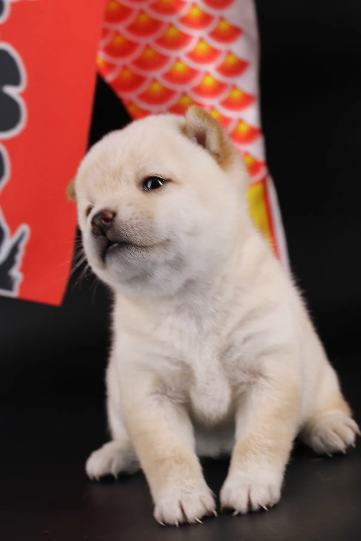 SAKU, chiot Mameshiba de l'élevage Kawaii Shiba - photo 1