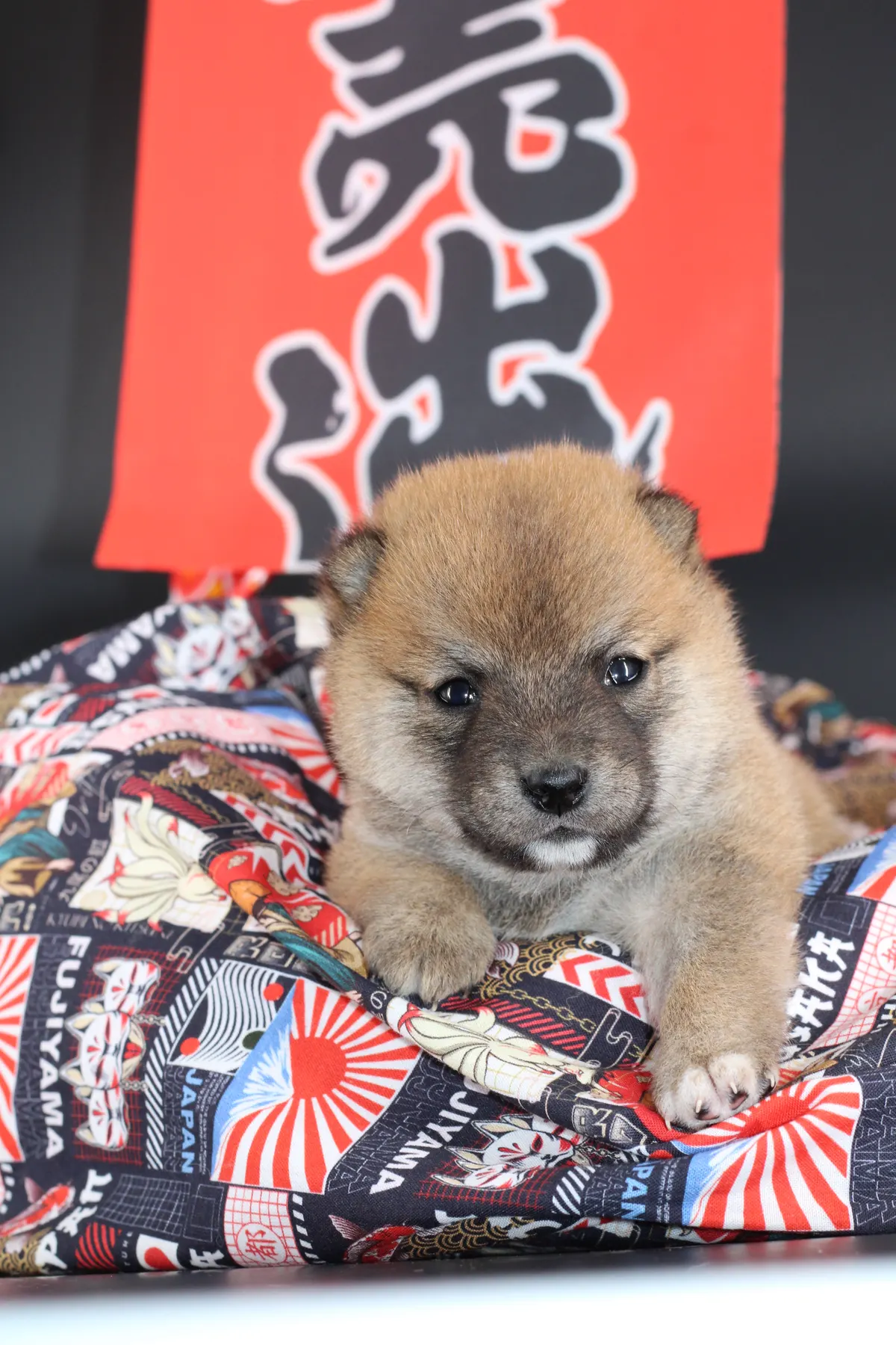 KAITO, chiot Mameshiba de l'élevage Kawaii Shiba - photo 1
