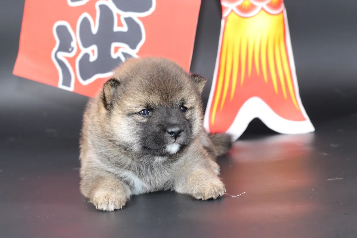 MANEKI, chiot Mameshiba de l'élevage Kawaii Shiba - photo 1