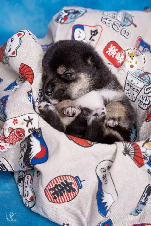 YOSHI, chiot Mameshiba de l'élevage Kawaii Shiba - photo 1