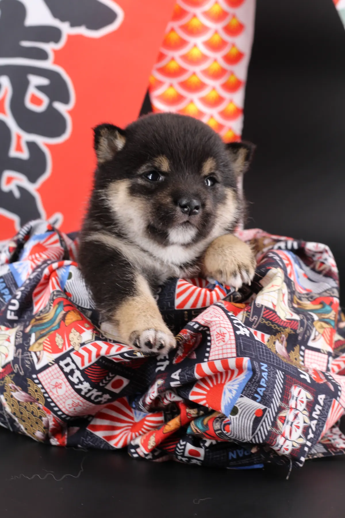 YOSHI, chiot Mameshiba de l'élevage Kawaii Shiba - photo 1