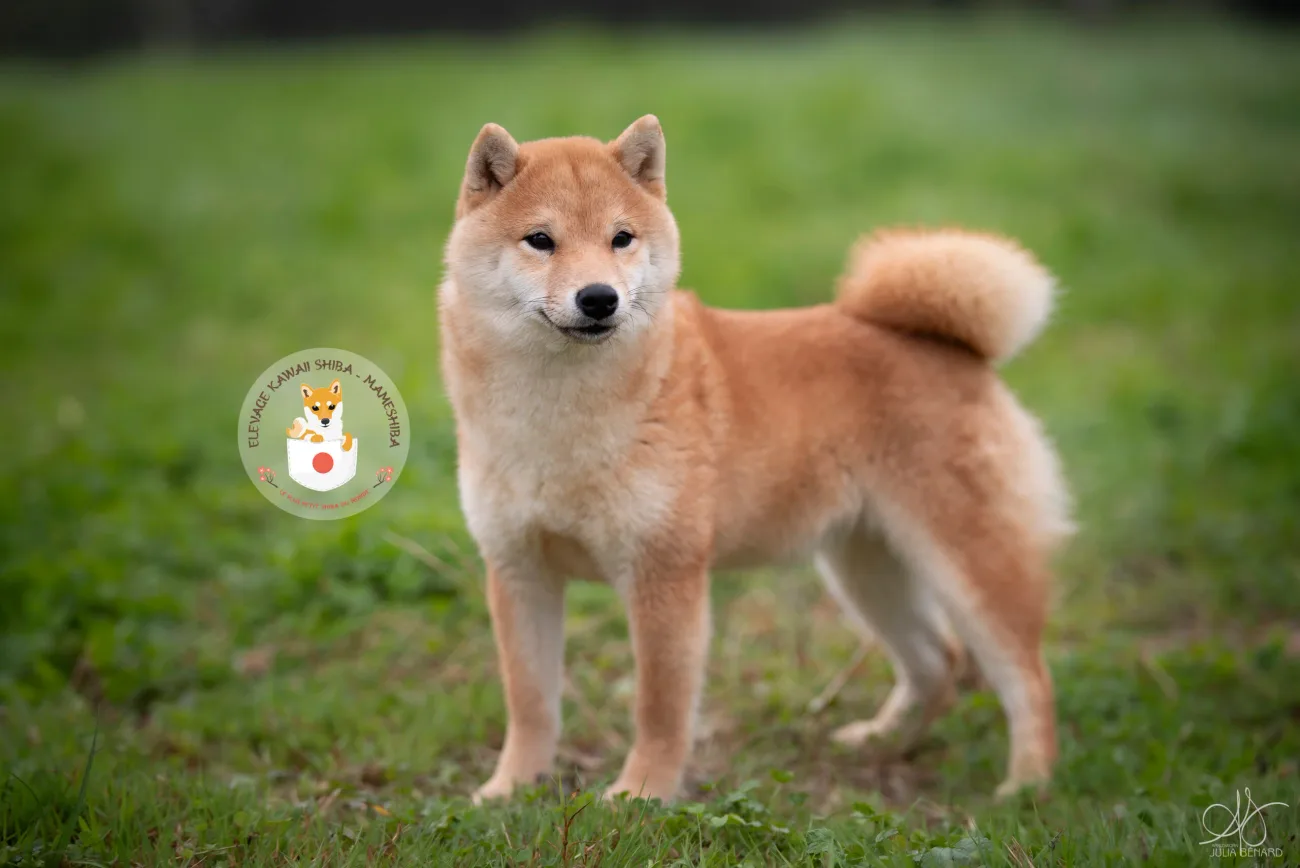 Image de la page Nos chiens reproducteurs