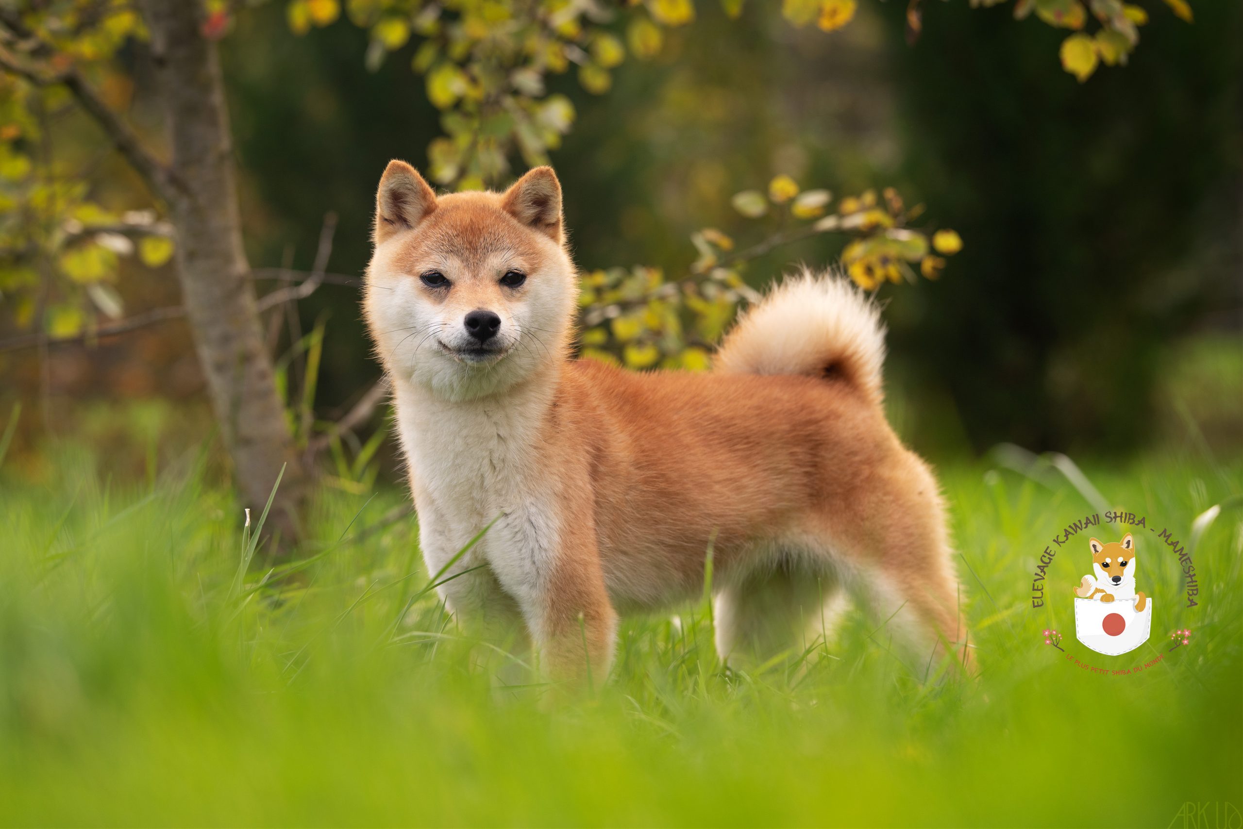 LE MAMESHIBA - Kawaii Shiba ELEVAGE MAMESHIBA SHIBA INU